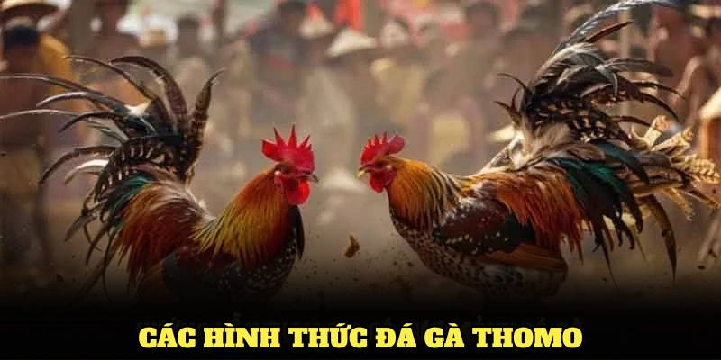 Tổng hợp các hình thức đá gà Thomo bạn không thể bỏ qua