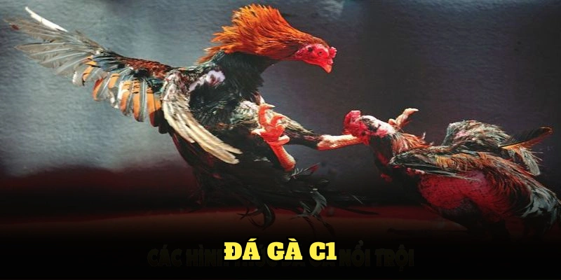 đá gà c1
