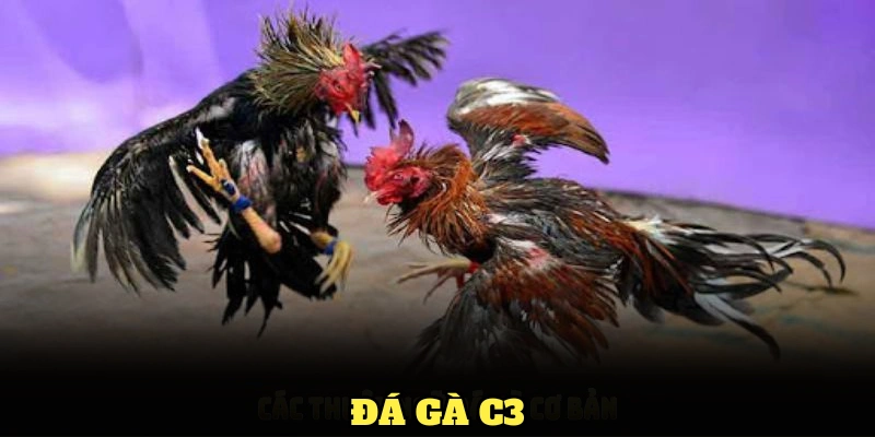 đá gà c3