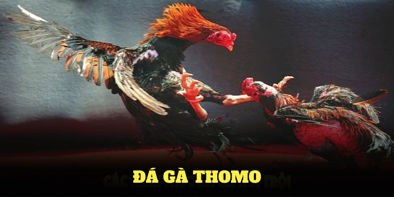 đá gà thomo