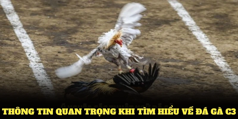 Các thông tin quan trọng khi tìm hiểu về đá gà C3