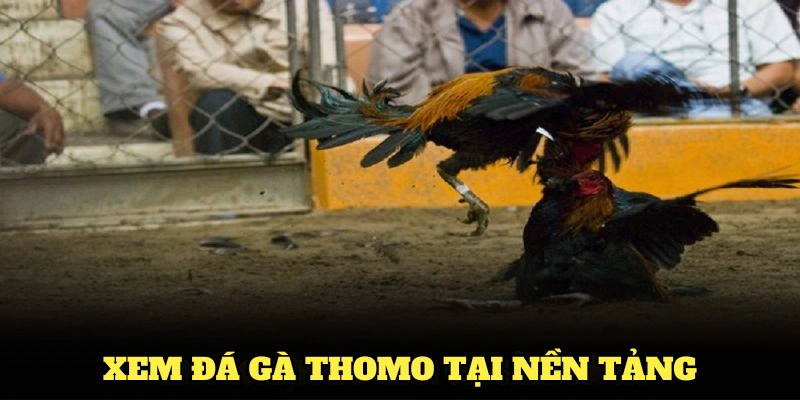 Xem đá gà Thomo tại nền tảng 188BET có gì đặc biệt?